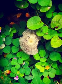 High angle view of lotus water lily