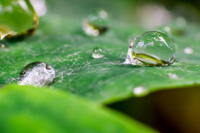 Clear reflecting water drops on a leaf