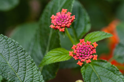 Close-up of flowering plant