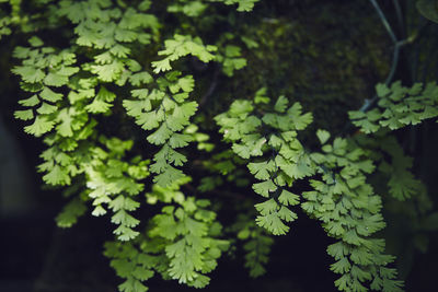 High angle view of plant growing in forest