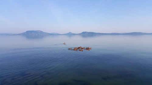 Ducks swimming in lake against sky