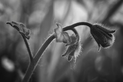 Close-up of wilted plant