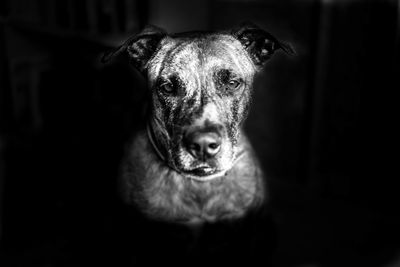 Portrait of dog at home