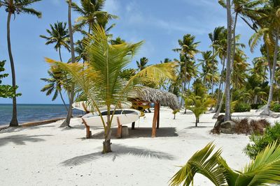 Surfboards by coconut palm trees on beach against sky