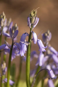 Close-up of purple flowering plant