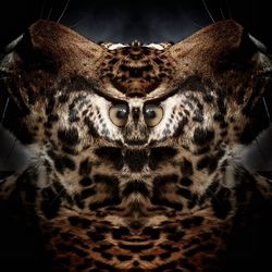 Close-up portrait of lizard on black background