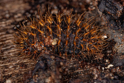 Close-up of pine cone