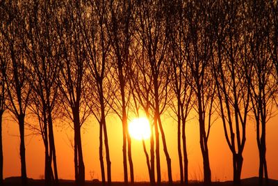 Silhouette trees against sky during sunset