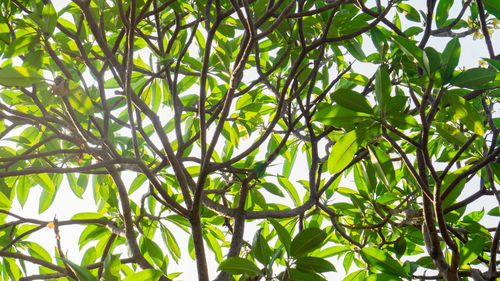 Low angle view of bamboo tree