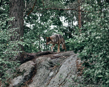 View of a wolf on tree trunk