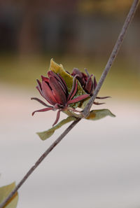 Close-up of wilted rose