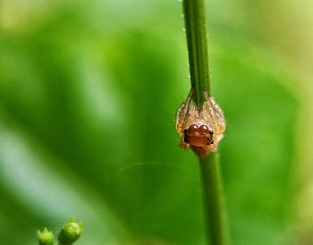 Close-up of insect on plant