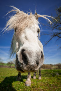 Close-up of a horse on field