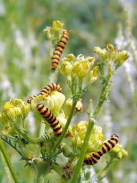 Close-up of bee pollinating on flower