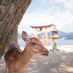 Close-up of deer against itsukushima shrine