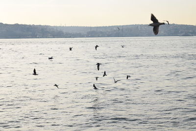 Birds flying over sea