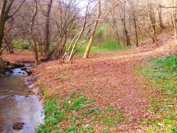 Trees and plants growing in water