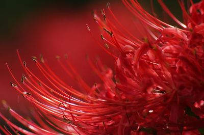 Close-up of water drops on flower