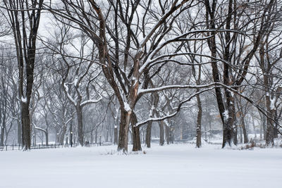 Bare trees on snow covered land