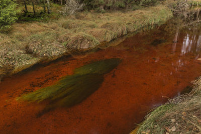 Scenic view of stream in forest