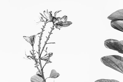 Close-up of flowers against clear sky