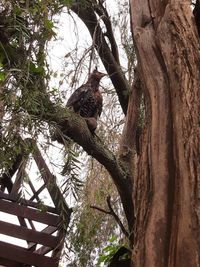 Low angle view of squirrel on tree