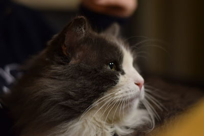 Close-up of cat sitting at home