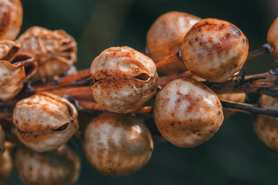 Close-up of plant pods