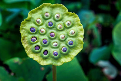 Close-up of green plant