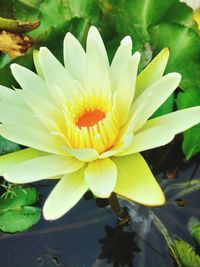 Close-up of lotus water lily in lake