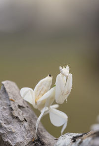 White mantis