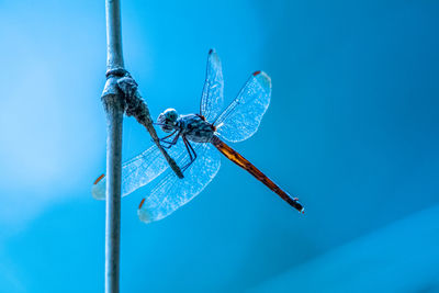 Close-up of dragonfly on twig