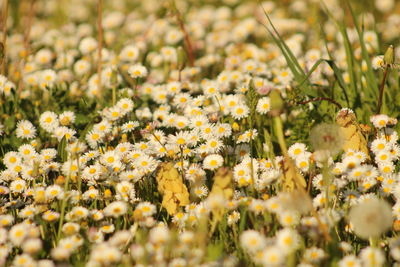 Close-up of yellow flowers blooming on field