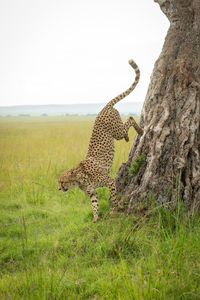 Cheetah jumps down from tree in savannah