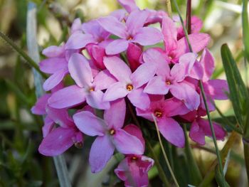 Close-up of pink flowers blooming outdoors