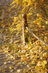 Man falling leaves on field during autumn