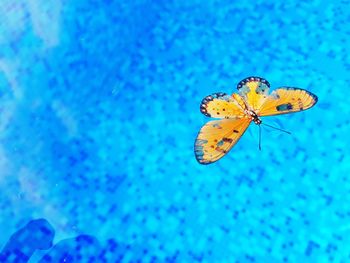 Close-up of butterfly floating in swimming pool