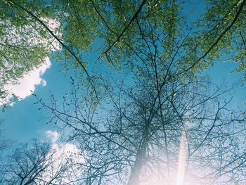 Low angle view of trees against sky