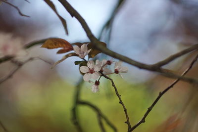 Close-up of cherry blossoms in spring