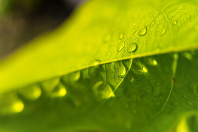 Close-up of raindrops on leaves