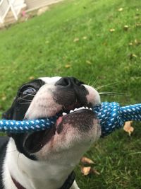 Close-up of dog on field