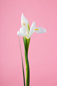 Beautiful delicate white iris flower on a green stem and leaves on a pink background. 