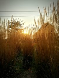 Scenic view of landscape at sunset