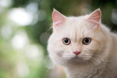 Close-up portrait of a cat