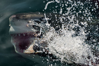 Close-up of fish swimming in sea