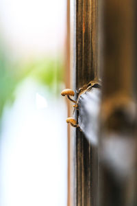 Close-up of rusty metal on window