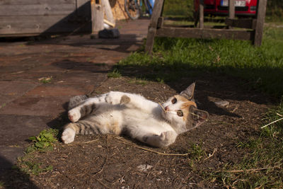 High angle view of cat resting on field