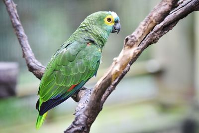 Close-up of parrot perching on tree