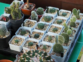 High angle view of potted plants for sale at market stall