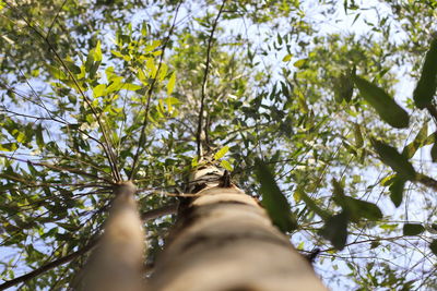 Low angle view of trees against sky